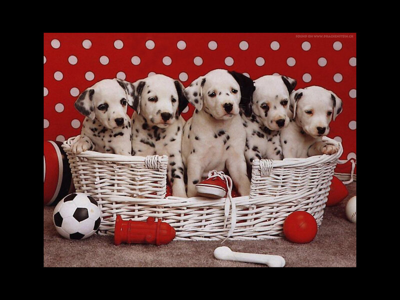 Dalmatian puppies in a basket