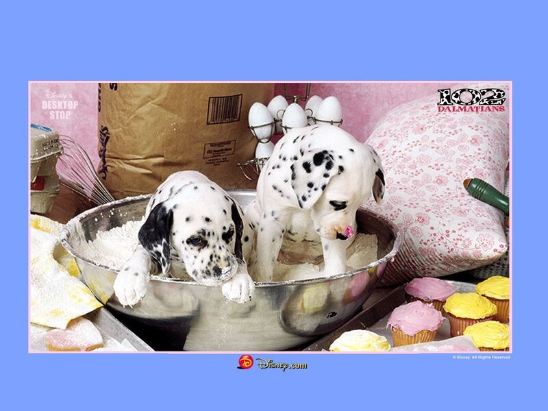 Dalmatian puppies in a mixing bowl