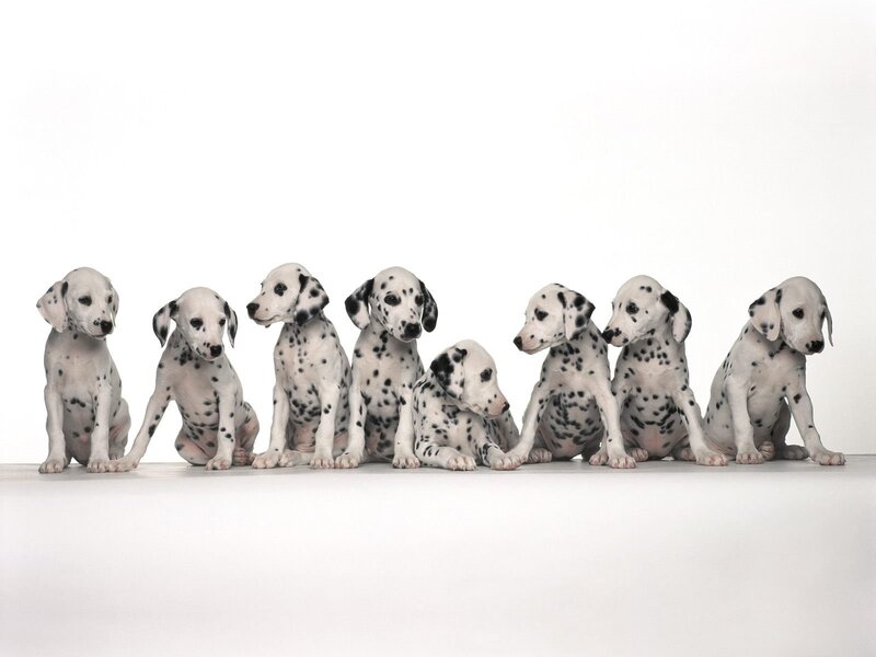 Dalmatian puppies in a row