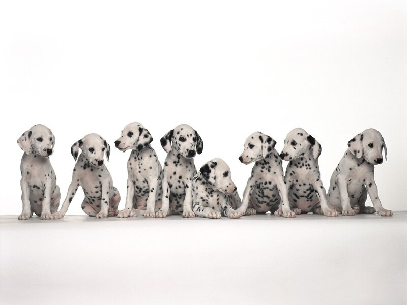 Dalmatian puppies in a row