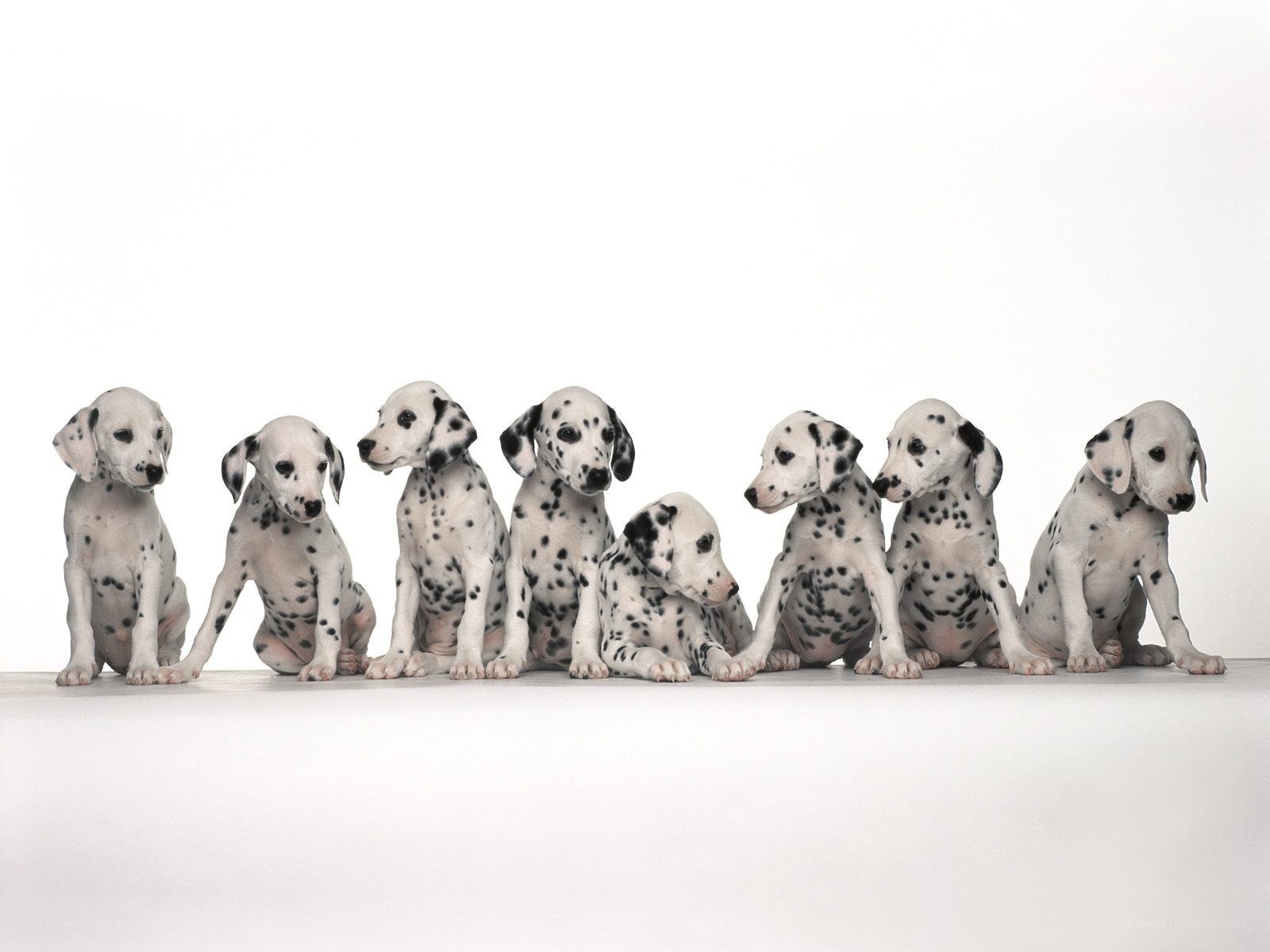 Dalmatian puppies in a row