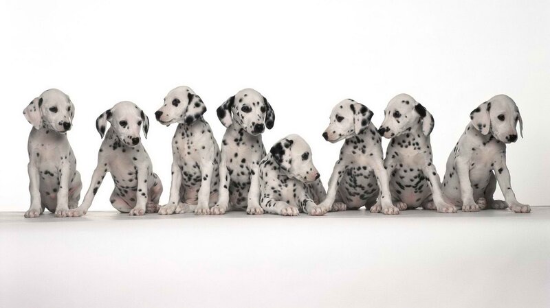 Dalmatian puppies in a row