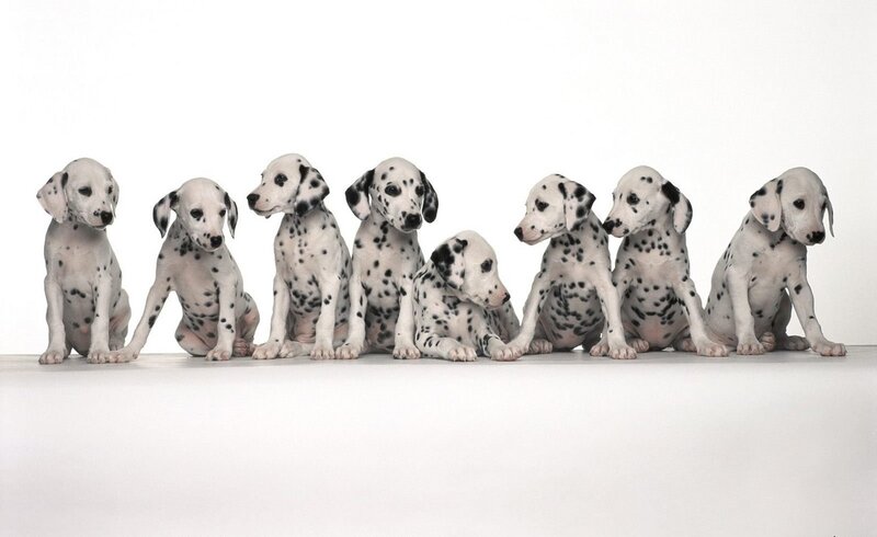 Dalmatian puppies in a row