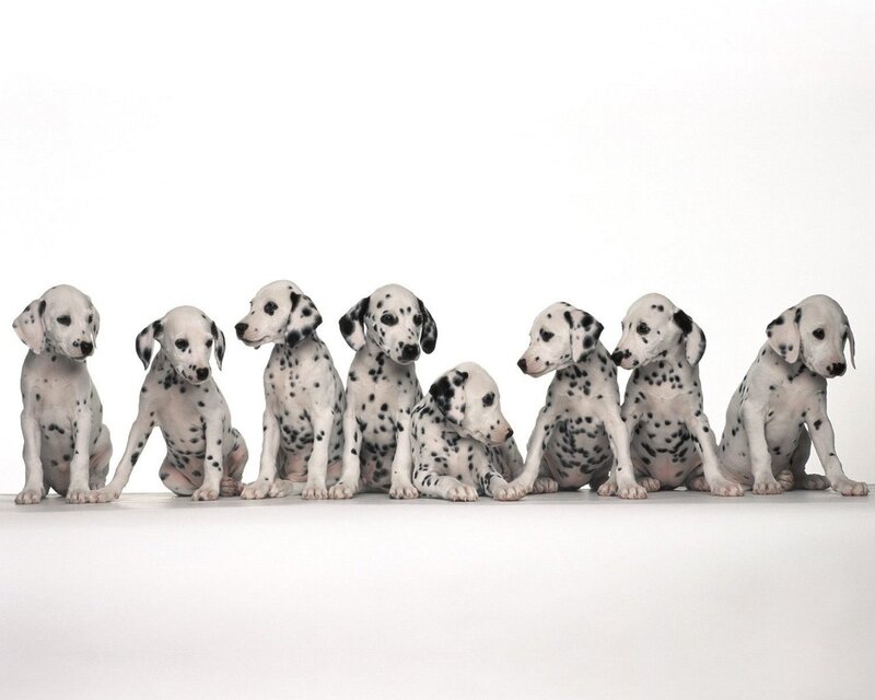 Dalmatian puppies in a row