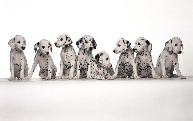 Dalmatian puppies in a row