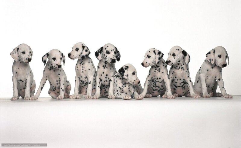 Dalmatian puppies in a row