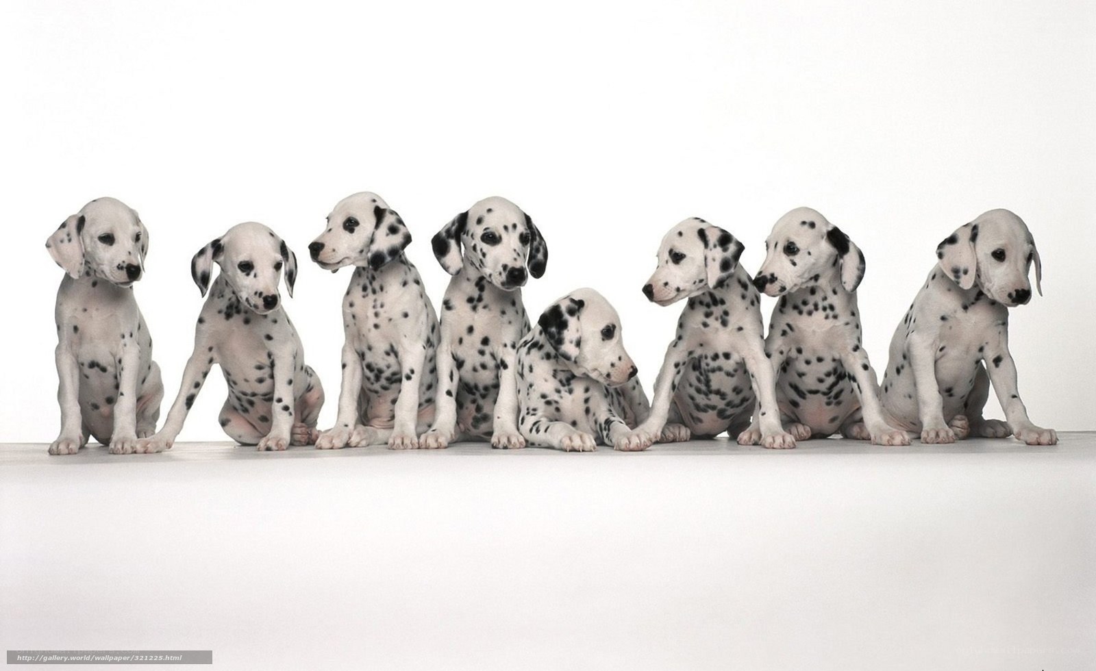 Dalmatian puppies in a row