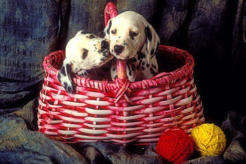 Dalmatian Puppies in Basket — Red