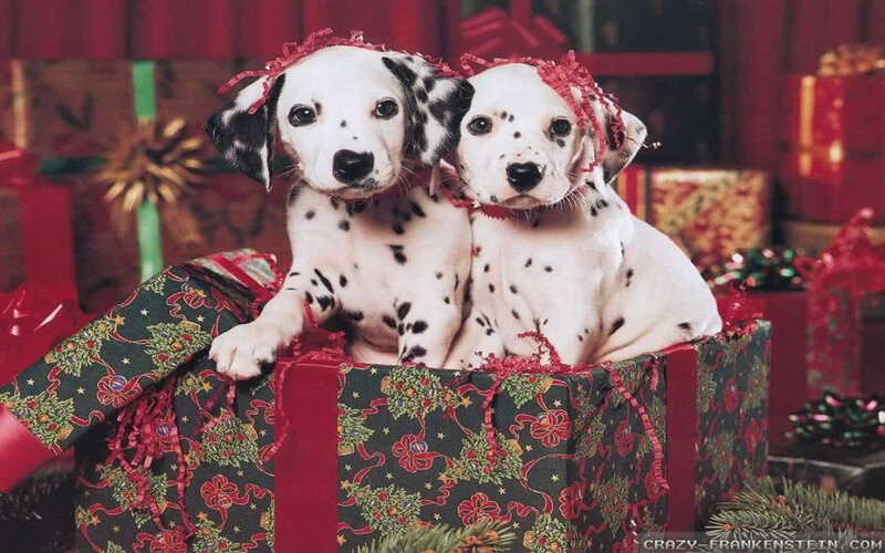 Dalmatian Puppies in Box — Red