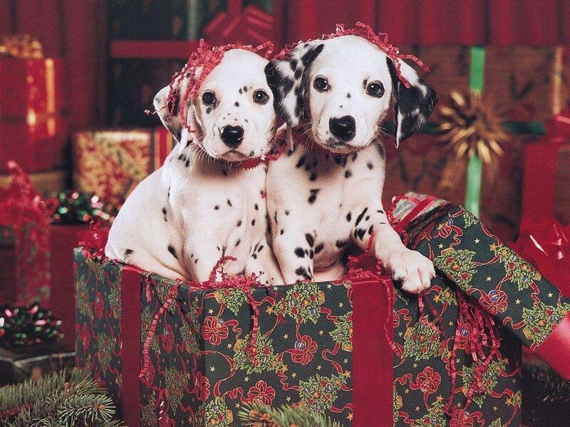 Dalmatian Puppies in Box