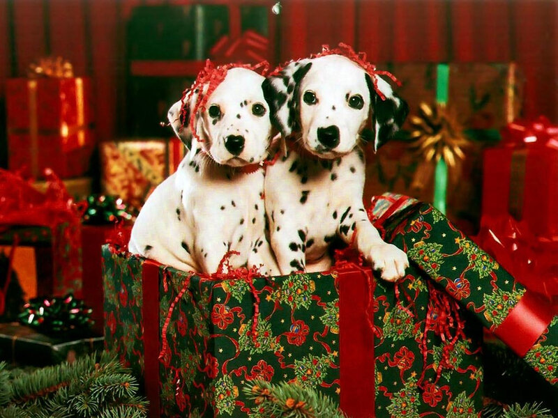 Dalmatian Puppies in Gift Box