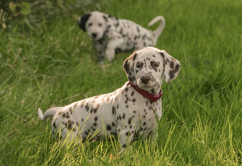 Dalmatian Puppies in Grass