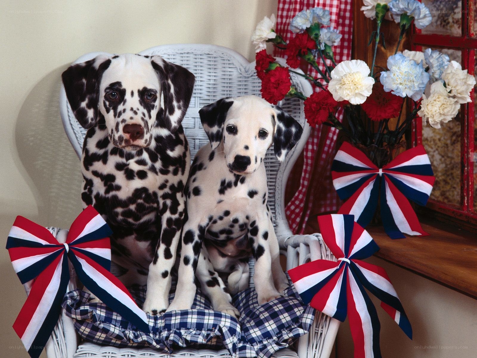 Dalmatian puppies on a chair