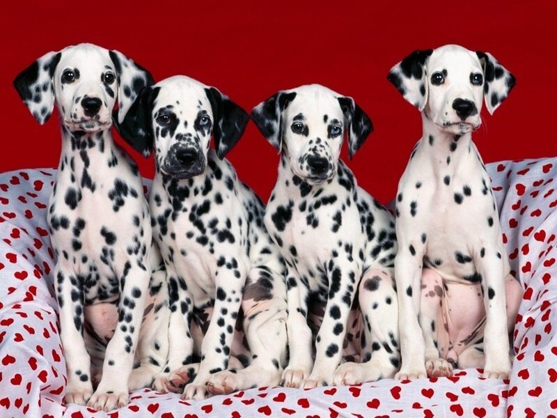 Dalmatian puppies on heart blanket