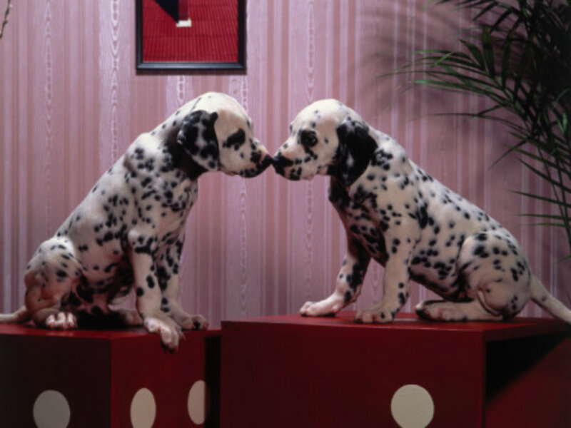 Dalmatian Puppies — Pink