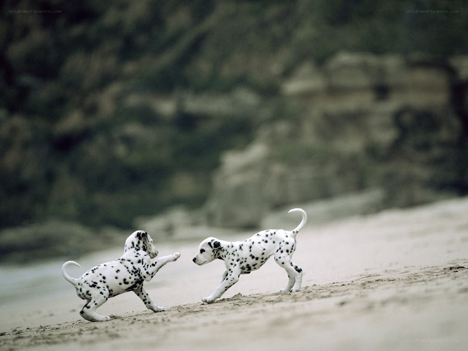 Dalmatian puppies playing on beach