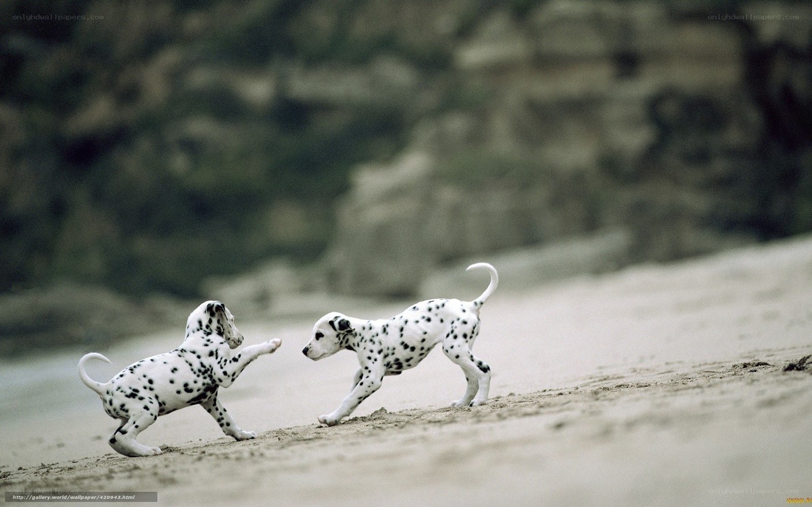 Dalmatian puppies playing on beach