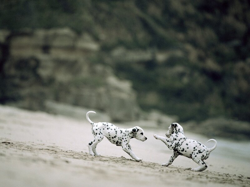 Dalmatian Puppies Playing — White, Playful, Photograph, Sand, Beach, Hills