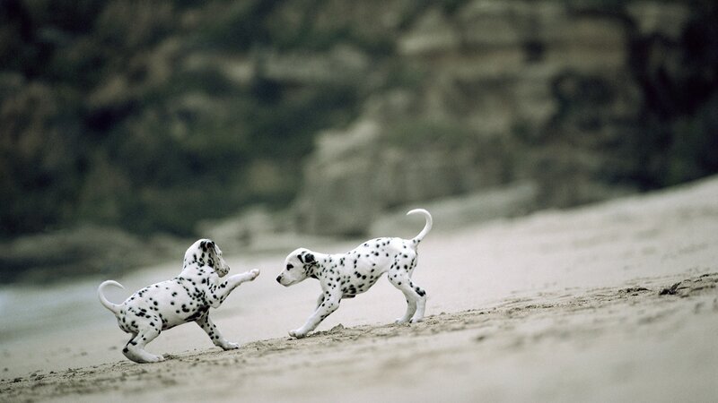 Dalmatian Puppies Playing — White, Playful, Photograph