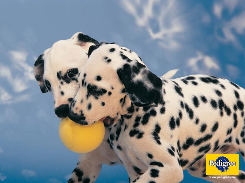 Dalmatian puppies playing with ball