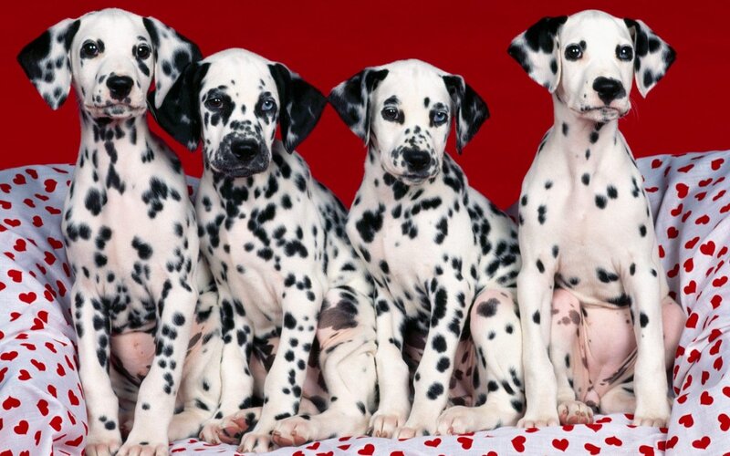Dalmatian Puppies — Red, Calm
