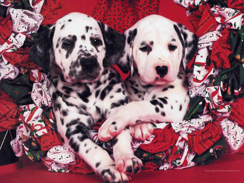 Dalmatian Puppies — Red, Festive