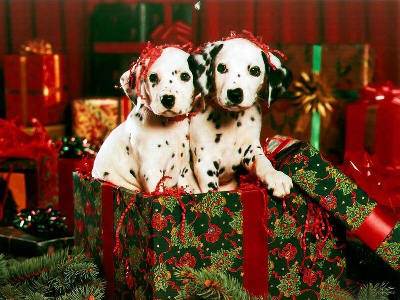 Dalmatian Puppies — Red