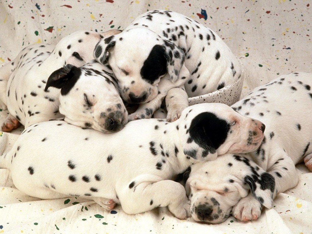Dalmatian puppies sleeping