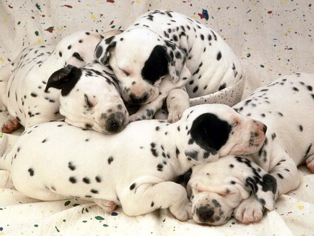 Dalmatian puppies sleeping