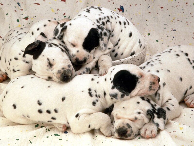 Dalmatian puppies sleeping
