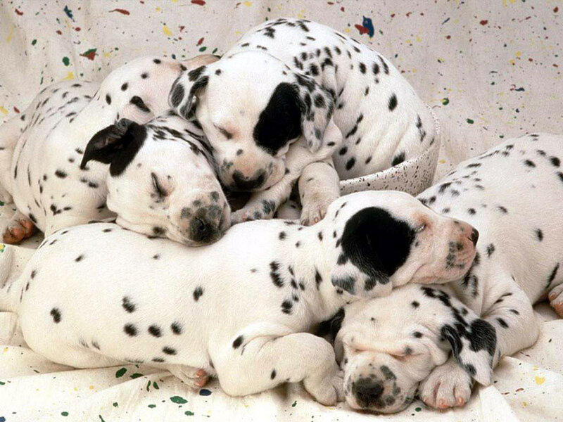 Dalmatian Puppies Sleeping — White