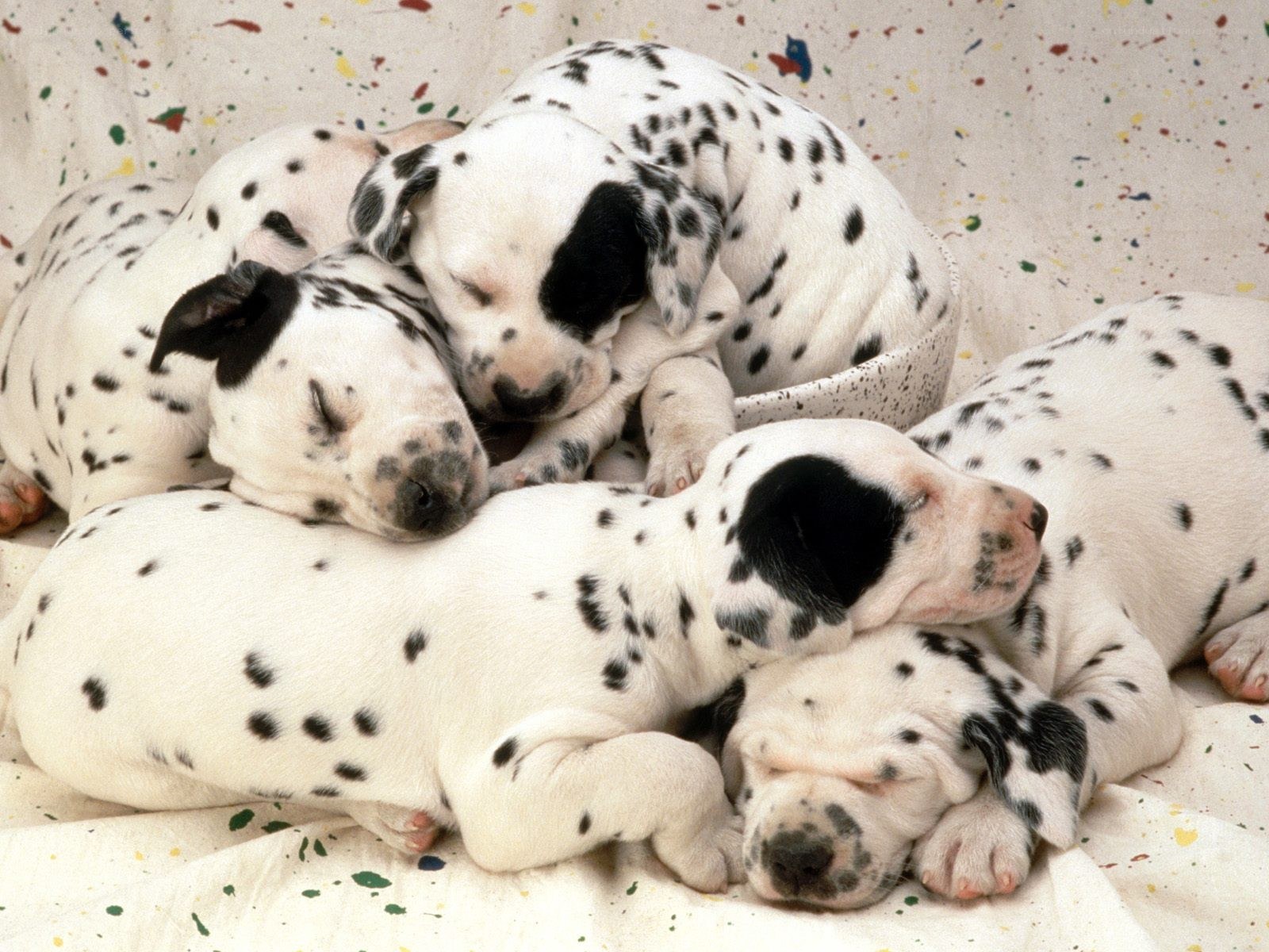 Dalmatian puppies sleeping