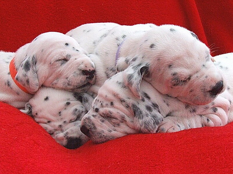 Dalmatian Puppies