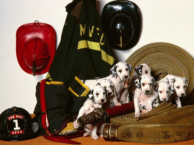 Dalmatian Puppies — White, Calm, Photograph, Fire Helmets, Fire Hose, Fire Jacket