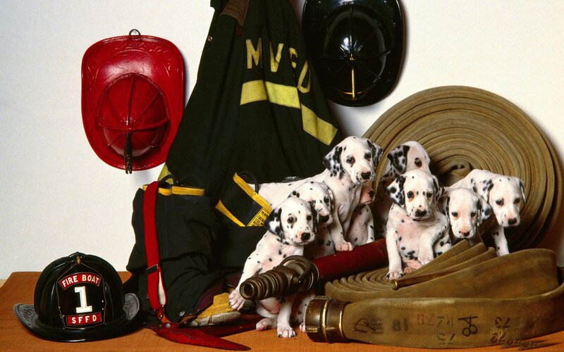 Dalmatian Puppies — White, Calm, Photograph, Fire Helmets