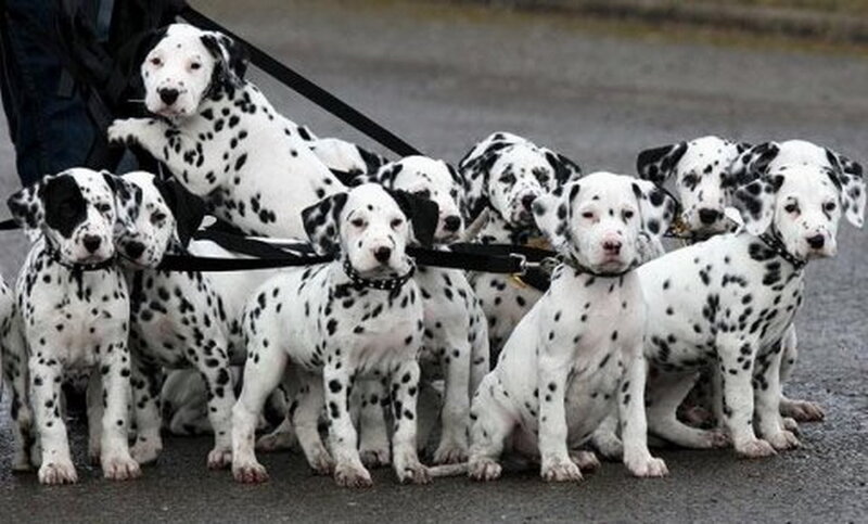 Dalmatian Puppies — White, Calm, Photograph