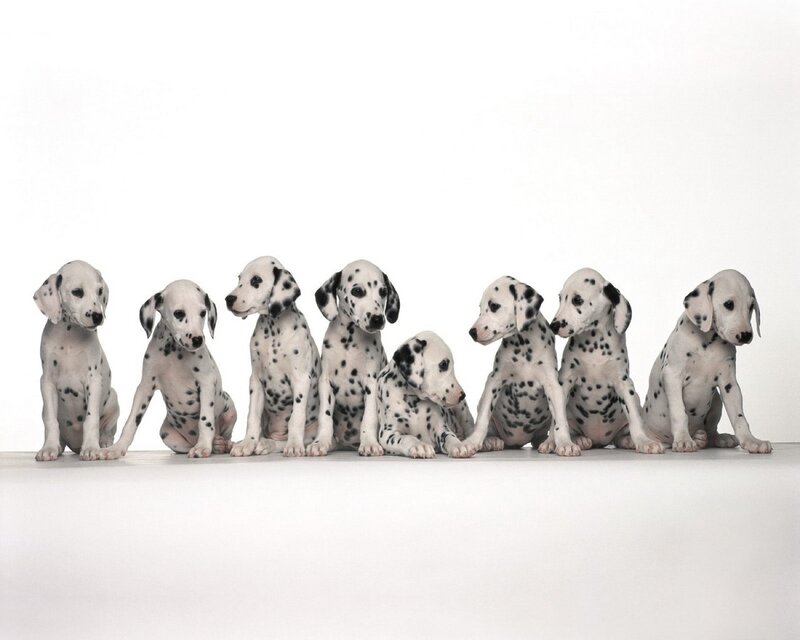 Dalmatian Puppies — White, Calm, Photograph, White Background