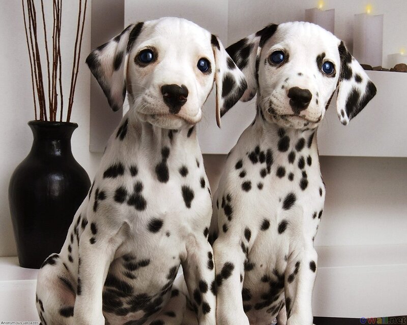Dalmatian Puppies — White, Calm