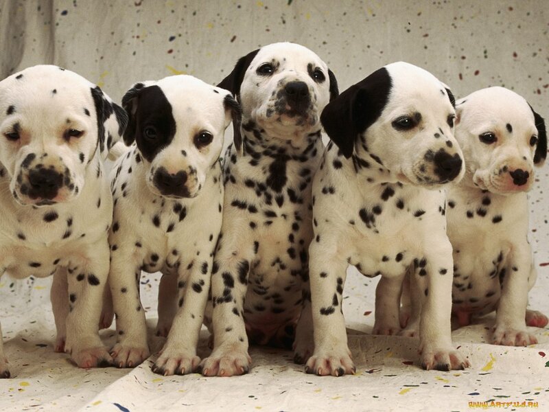 Dalmatian Puppies — White, Innocent, Photograph