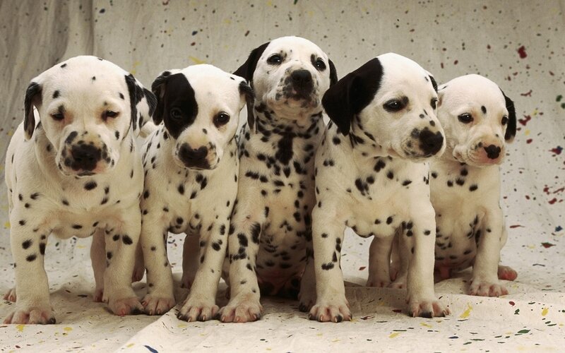 Dalmatian Puppies — White, Innocent