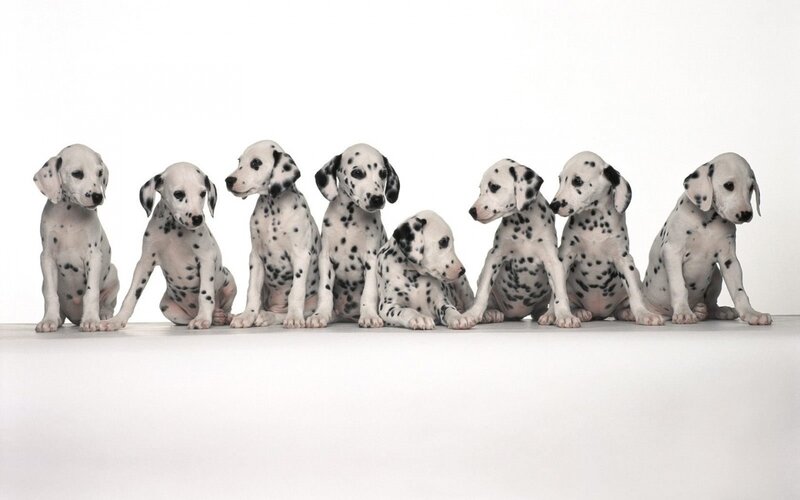 Dalmatian Puppies — White, Neutral, Photograph