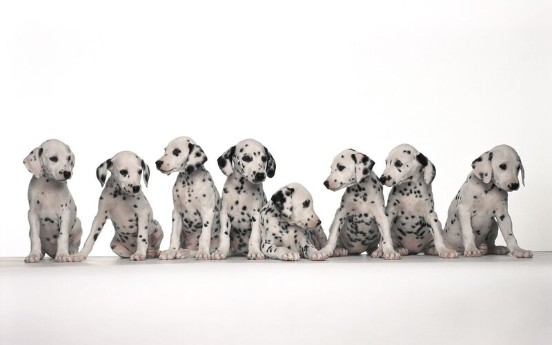 Dalmatian Puppies — White, Neutral, Photograph, White Background