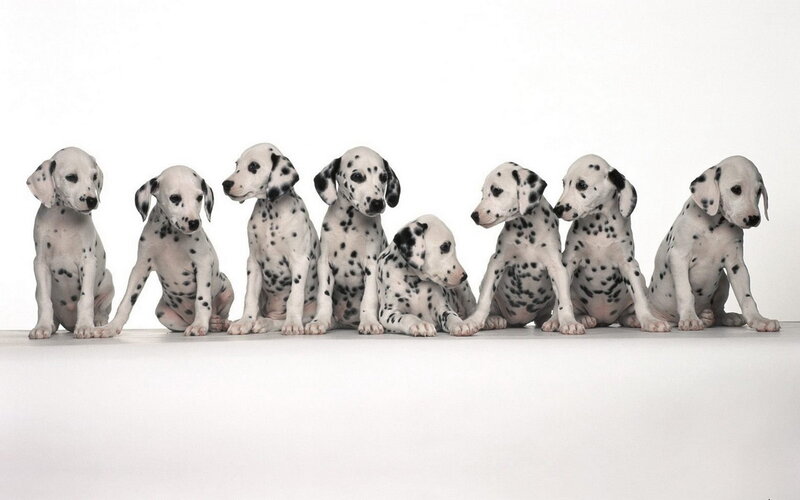 Dalmatian Puppies — White, Neutral