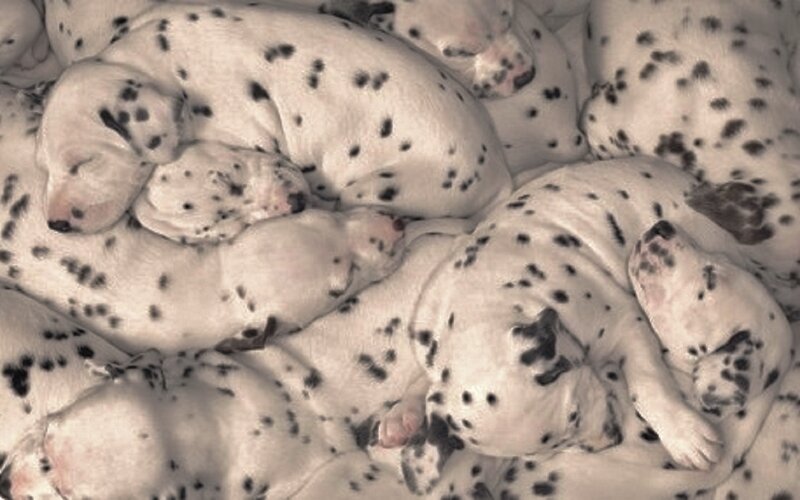 Dalmatian Puppies — White, Peaceful, Photograph, Sleeping