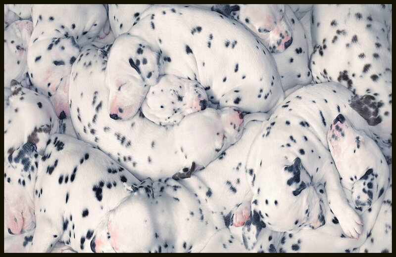 Dalmatian Puppies — White, Peaceful