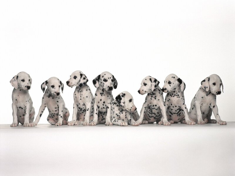 Dalmatian Puppies — White, Photograph