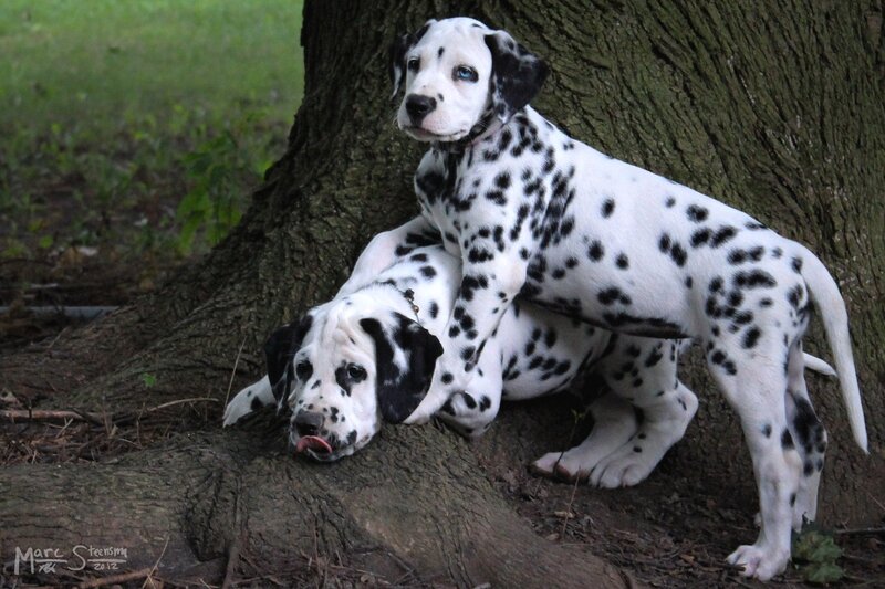 Dalmatian Puppies — White, Playful