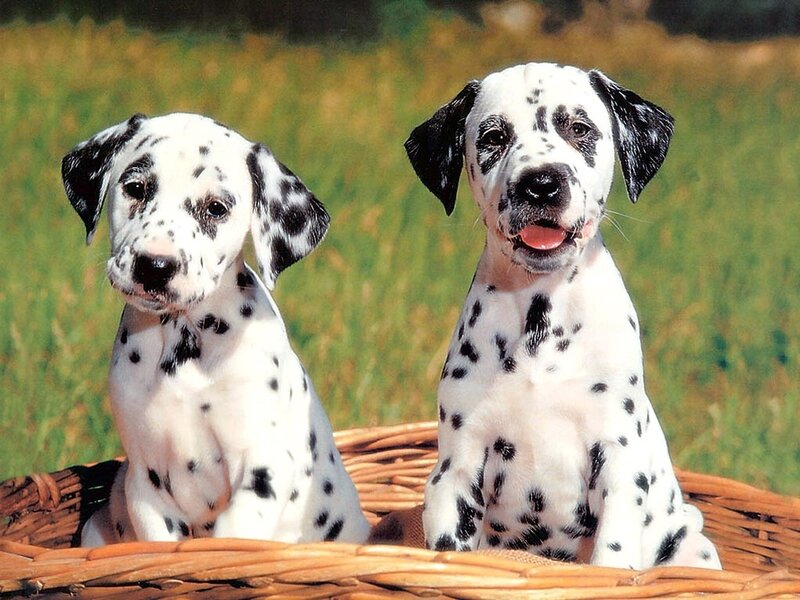 Dalmatian Puppies — White
