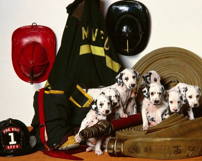 Dalmatian puppies with fire gear