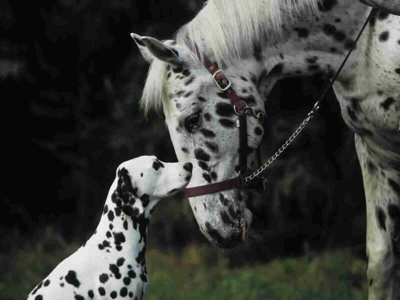 Dalmatian Puppy and Horse